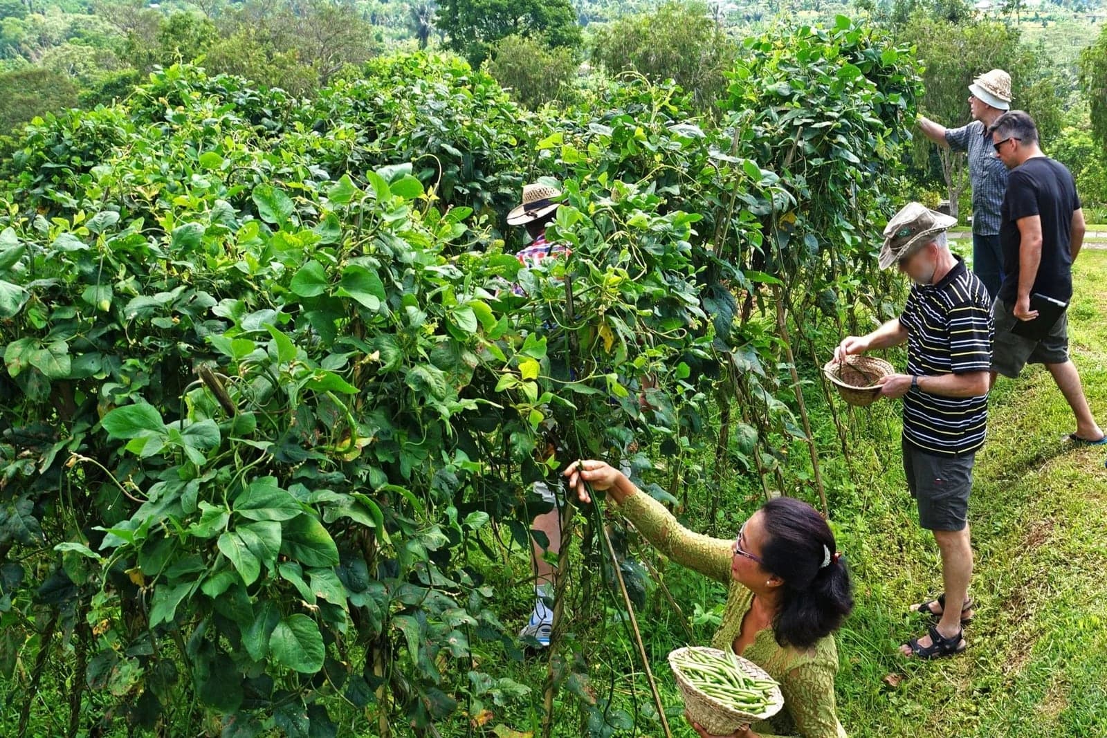 Wisatawan memetik kacang panjang bersama warga di kebun kawasan Agro Farming & Cultural Hub, Pelaga