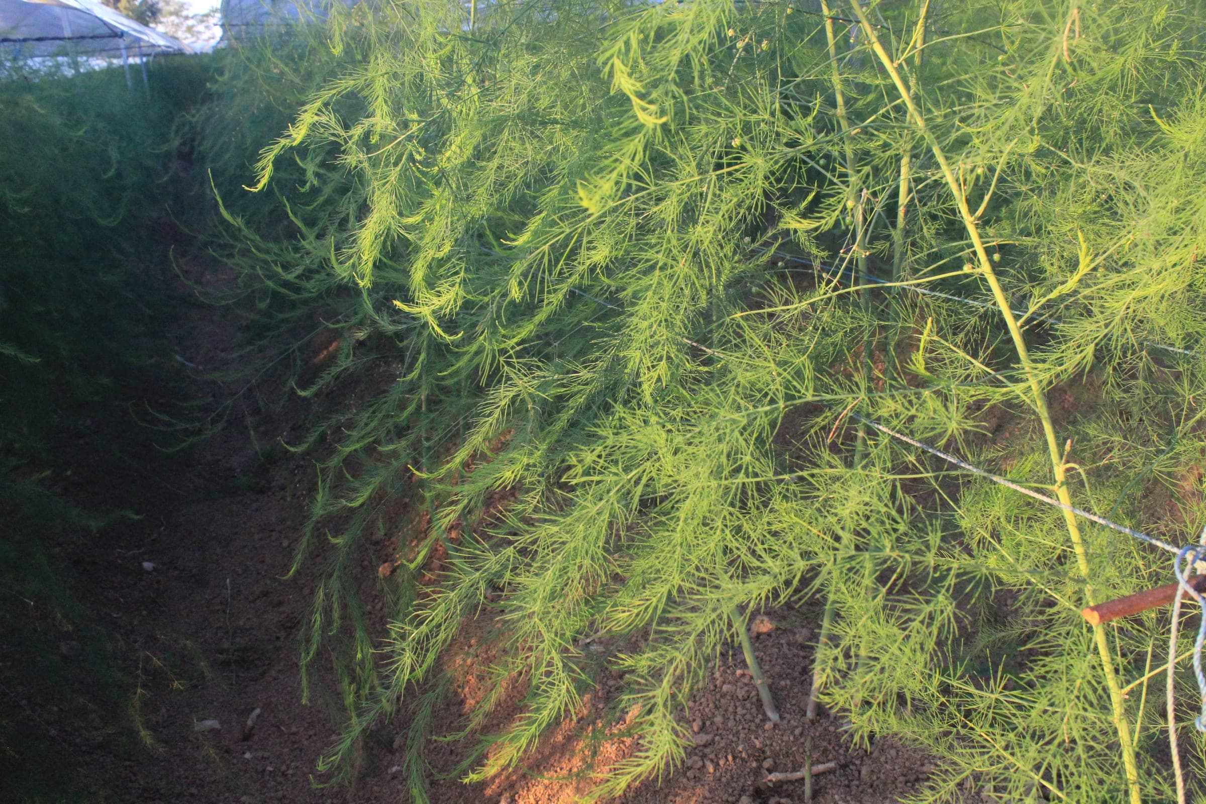 Detail pucuk asparagus segar di kebun Banjar Penikit, Belok/Sidan