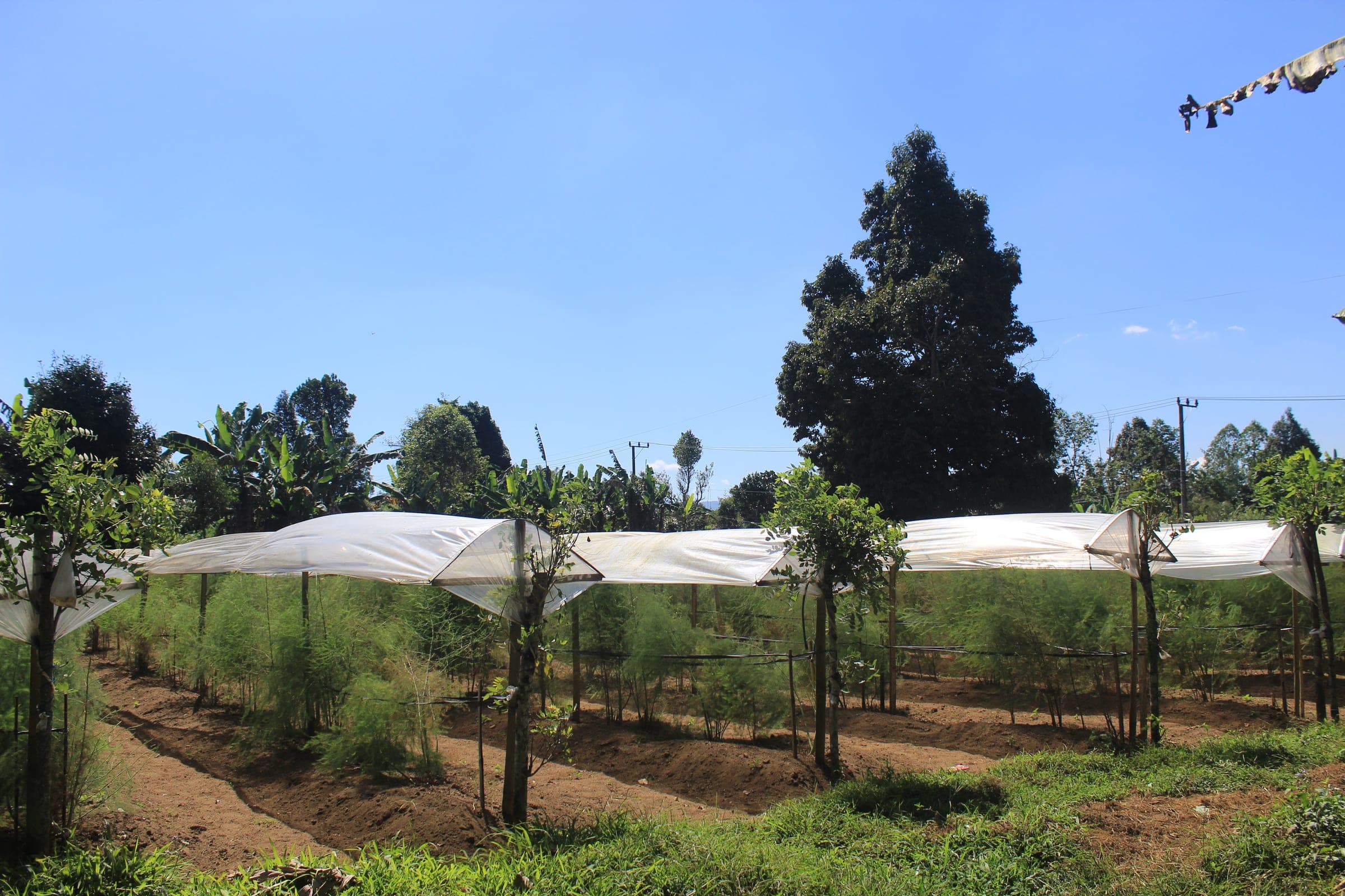 Barisan tanaman asparagus di bawah naungan plastik kebun Green Asparagus Ayulestari, Banjar Bukian