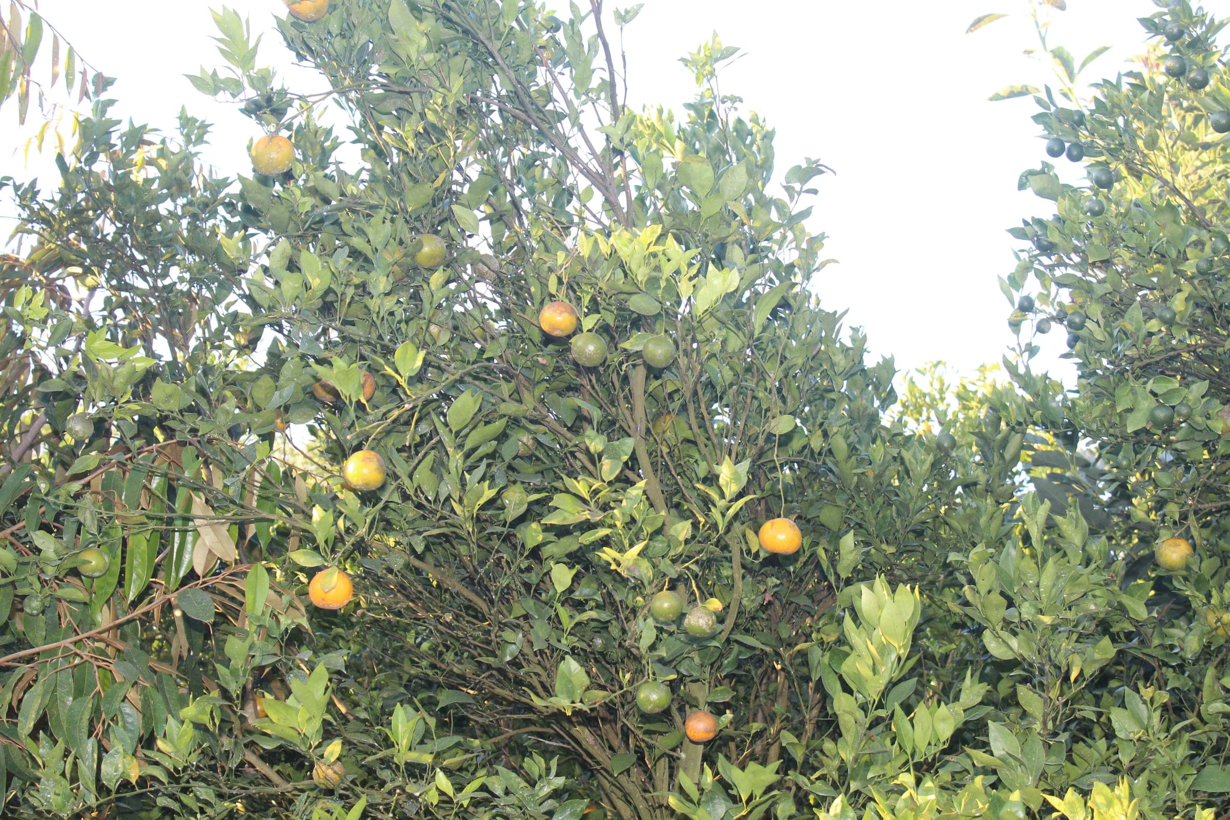 Pohon jeruk berbuah lebat di kebun warga Belok/Sidan