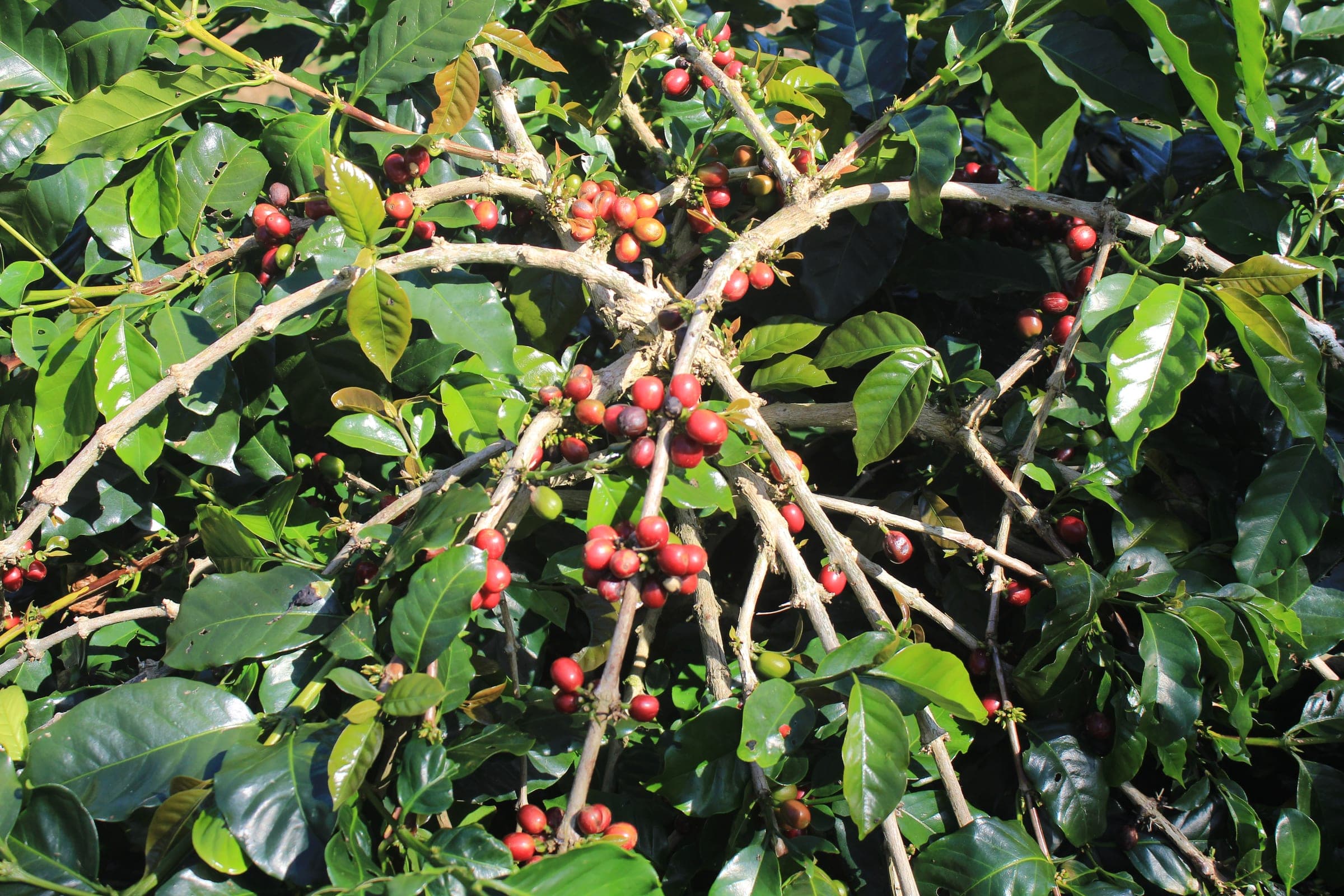 Detail buah kopi merah matang siap panen di kebun Belok/Sidan