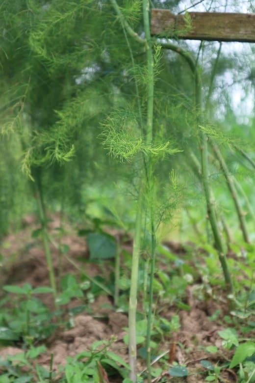 Asparagus segar komoditas unggulan Desa Pelaga