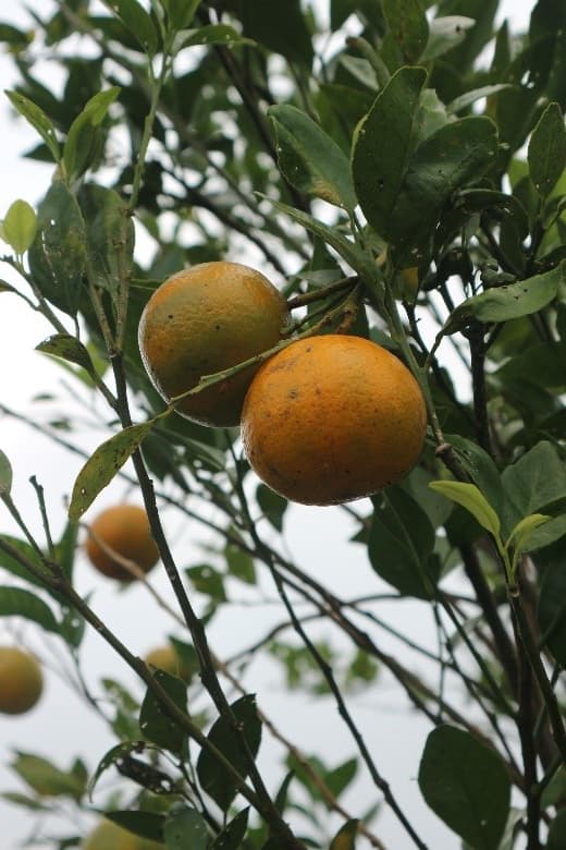 Jeruk segar hasil kebun warga Petang